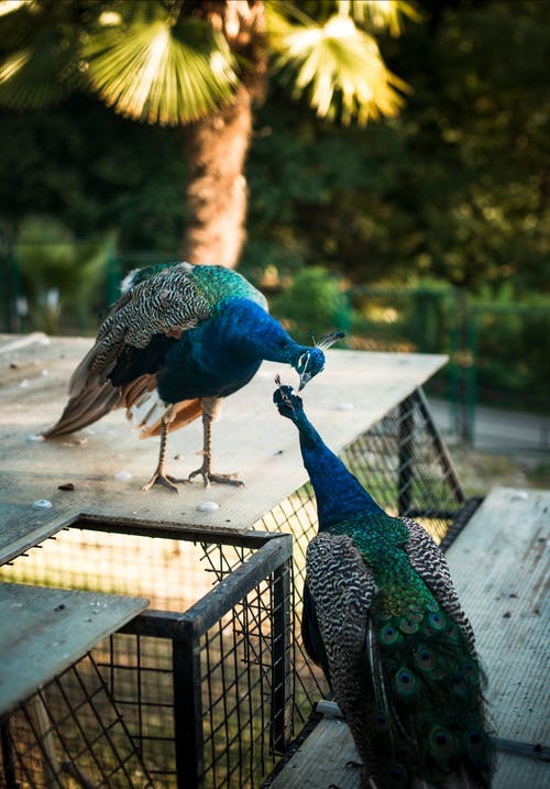 有关动物, 动物摄影, 孔雀的免费素材图片