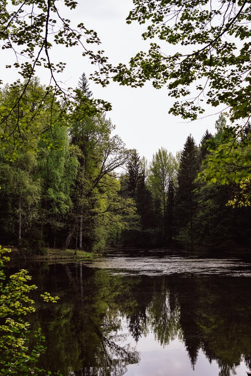 有关垂直拍摄, 天性, 森林的免费素材图片