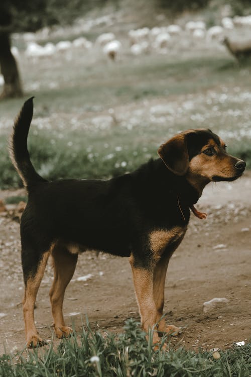 有关動物, 可愛, 可愛的的免费素材图片