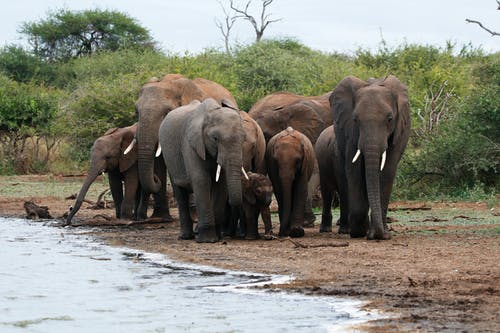 有关動物攝影, 厚皮類動物, 步行的免费素材图片