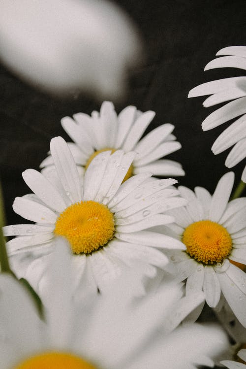 有关增长, 户外, 明亮的免费素材图片