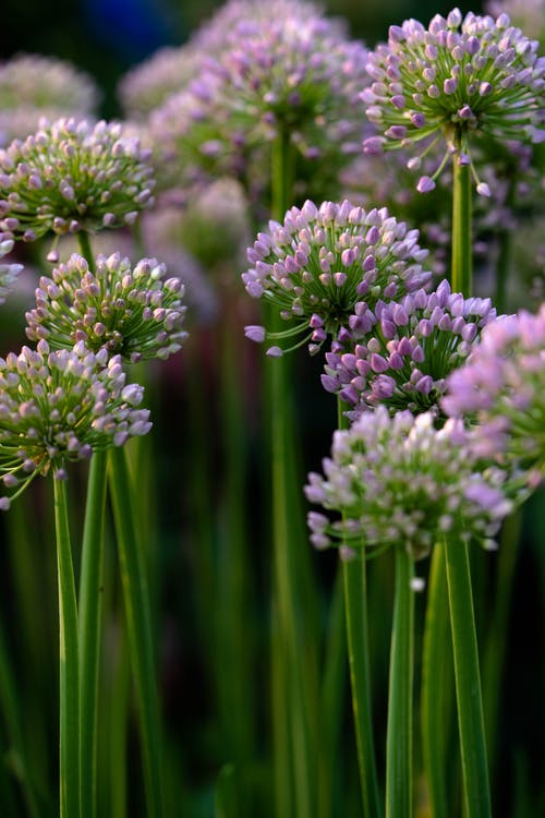 有关垂直拍摄, 工厂, 植物群的免费素材图片
