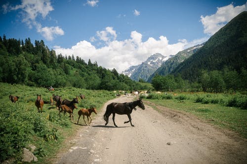 有关一群动物, 哈罗斯, 哺乳动物的免费素材图片