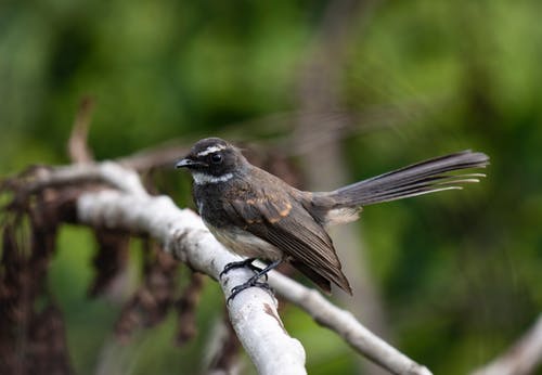有关动物, 尾巴, 干的免费素材图片