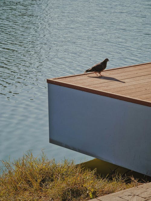 有关木板, 湖, 鸟的免费素材图片