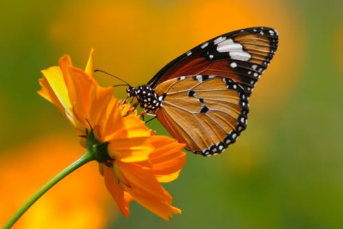 有关帝王蝶, 微距摄影, 昆虫的免费素材图片