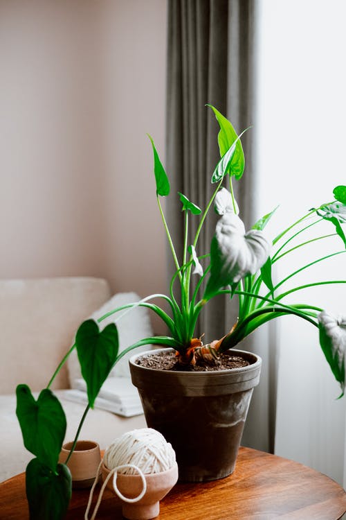 有关修剪花草, 在家, 垂直拍摄的免费素材图片
