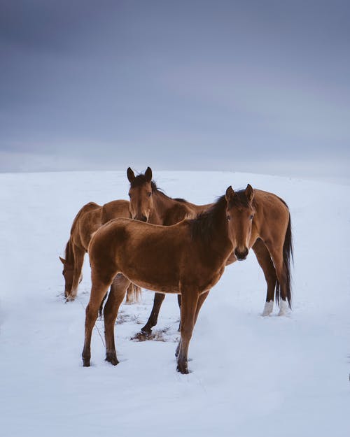 有关下雪的, 冬季, 动物摄影的免费素材图片