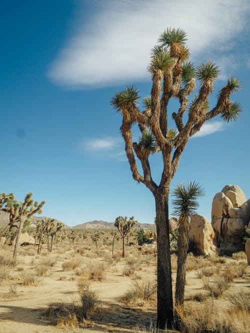 有关加州, 垂直拍摄, 山的免费素材图片