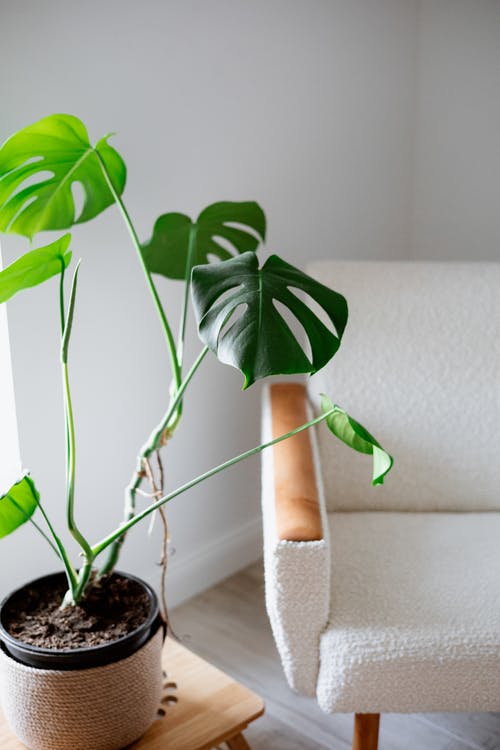 有关monstera deliciosa, 垂直拍摄, 室内的免费素材图片