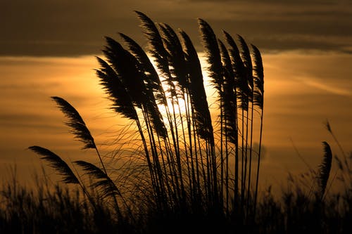 有关剪影, 太阳, 工厂的免费素材图片