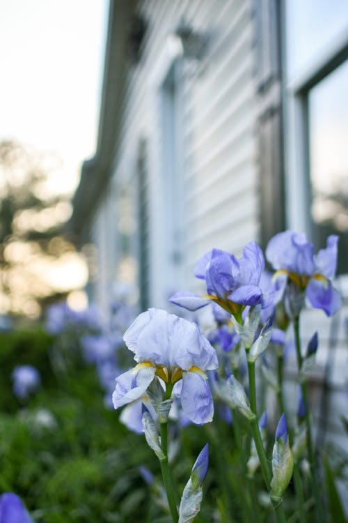 有关垂直拍摄, 工厂, 植物群的免费素材图片