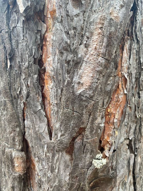 有关乾的, 卡斯卡德卡斯卡, 原本的免费素材图片