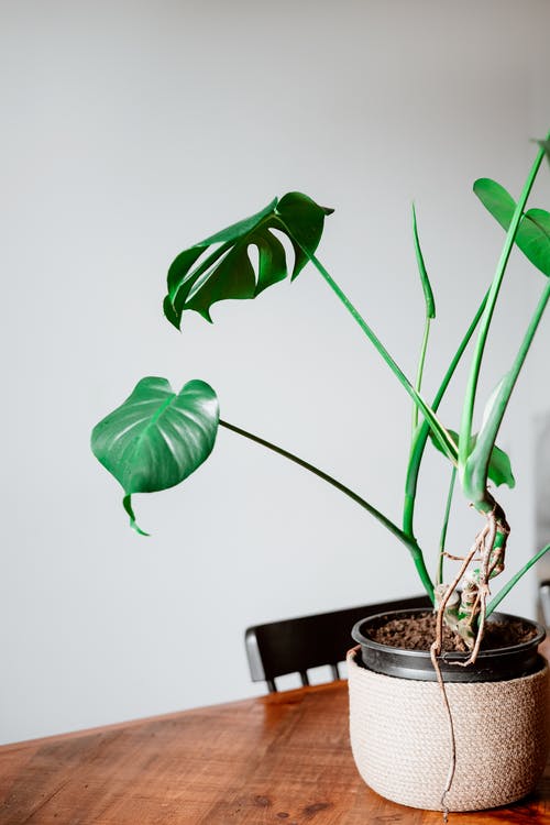 有关monstera deliciosa, 垂直拍摄, 室内的免费素材图片