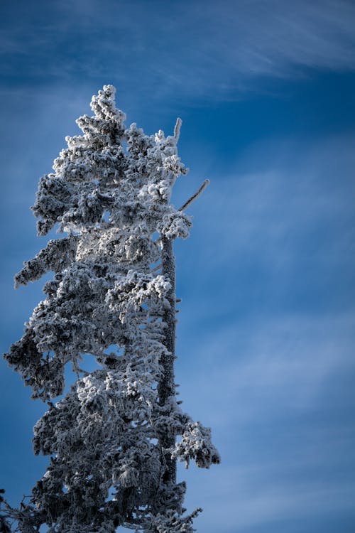 有关冬季, 冰, 冷冻的免费素材图片