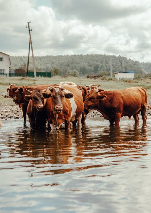 有关一群动物, 公牛, 动物的免费素材图片