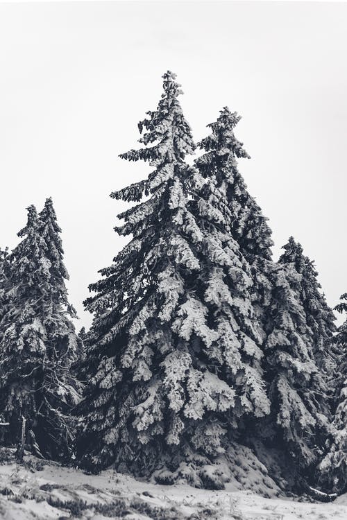 有关冬季, 常绿, 松树的免费素材图片