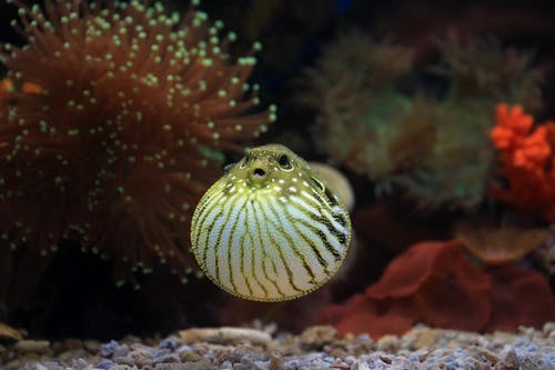 有关棘皮动物, 水下, 水族馆的免费素材图片