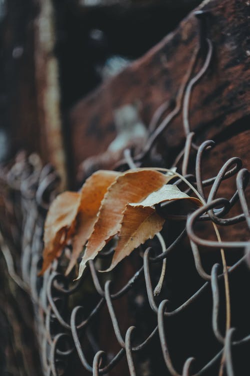 有关喜怒无常, 围栏, 垂直拍摄的免费素材图片