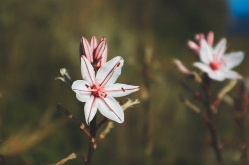 有关天性, 微妙, 景深的免费素材图片