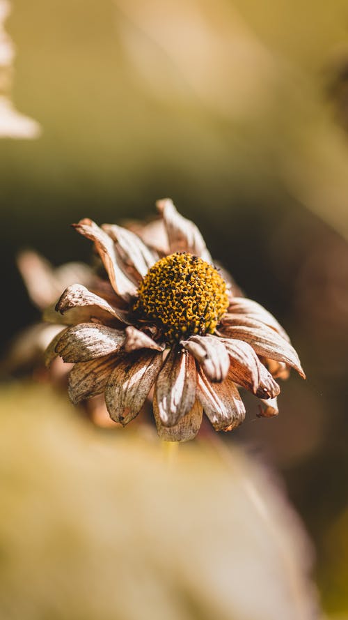 有关垂直拍摄, 微距拍摄, 植物群的免费素材图片