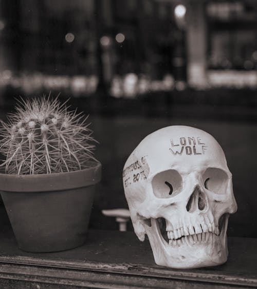 有关仙人掌, 多刺的, 害怕的免费素材图片