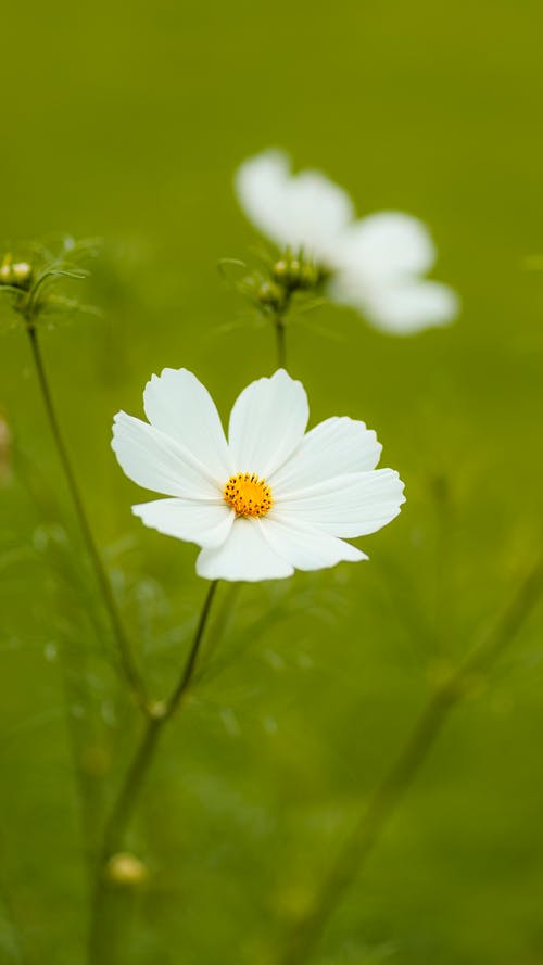 有关垂直拍摄, 微距摄影, 植物群的免费素材图片