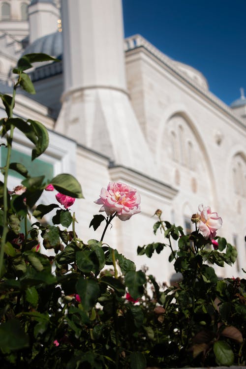 有关垂直拍摄, 天性, 户外的免费素材图片