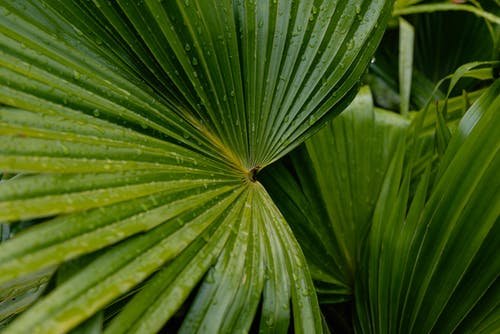 有关图案, 天性, 植物学的免费素材图片