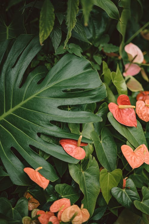 有关laceleaf, monstera deliciosa, 垂直拍摄的免费素材图片