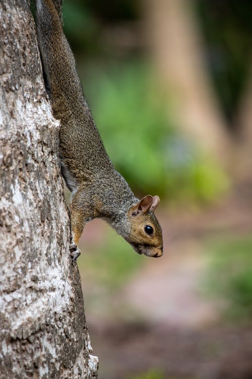 有关動物, 動物攝影, 哺乳動物的免费素材图片