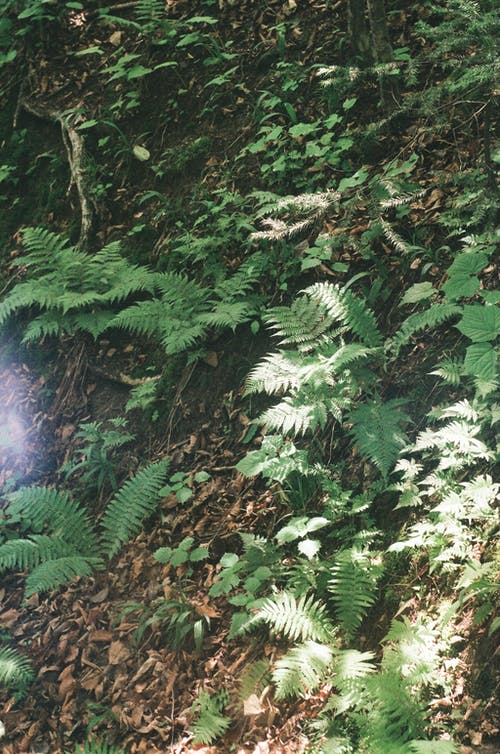 有关垂直拍摄, 夏天, 森林的免费素材图片
