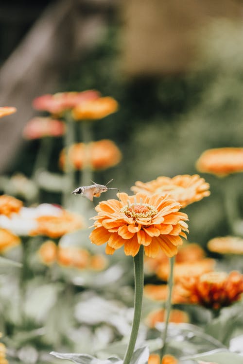 有关垂直拍摄, 增長, 天性的免费素材图片