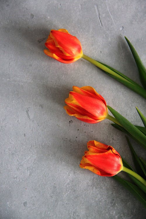 有关垂直拍摄, 微妙, 植物群的免费素材图片