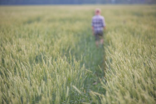 有关增長, 大麥, 小麥的免费素材图片