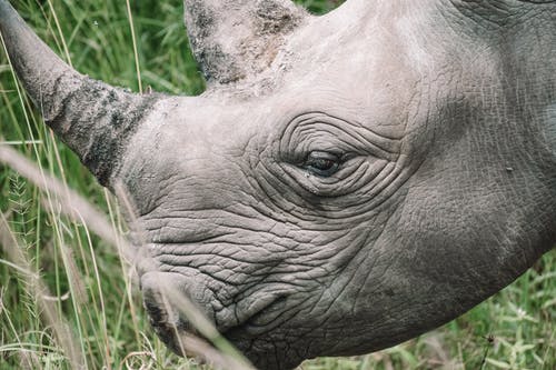 有关动物, 动物摄影, 厚皮类动物的免费素材图片