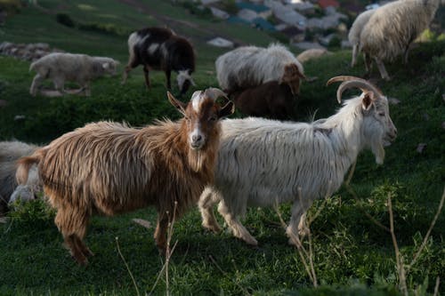 有关一群動物, 哺乳動物, 山羊的免费素材图片