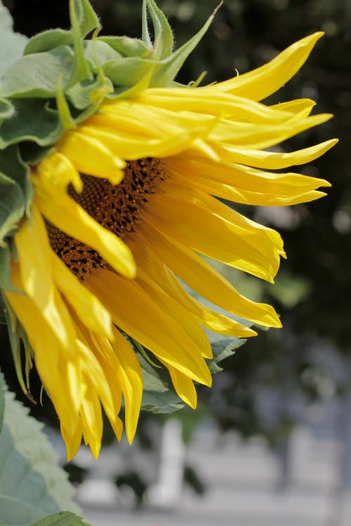 有关向日葵, 垂直拍摄, 微妙的免费素材图片
