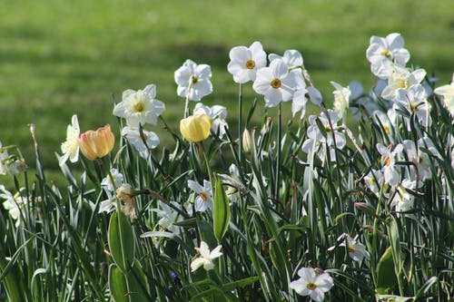 有关乾草地, 喇叭水仙, 增长的免费素材图片