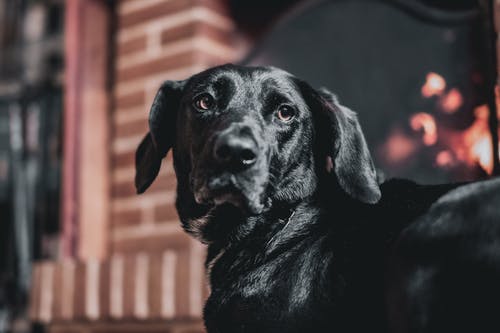 有关動物, 哺乳動物, 宠物摄影的免费素材图片
