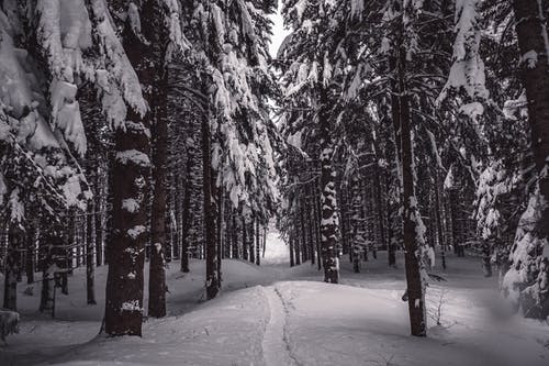 有关冬季, 大雪覆盖, 天性的免费素材图片