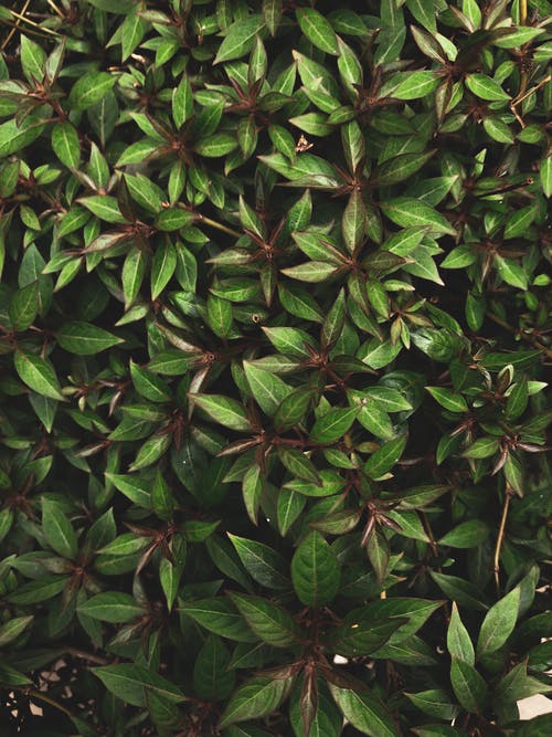 有关垂直拍摄, 壁纸, 头顶射击的免费素材图片