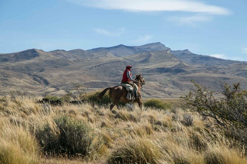 有关人, 休闲, 动物的免费素材图片