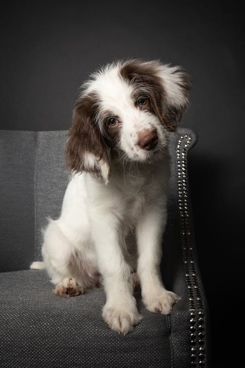 有关动物, 哺乳动物, 坐的免费素材图片