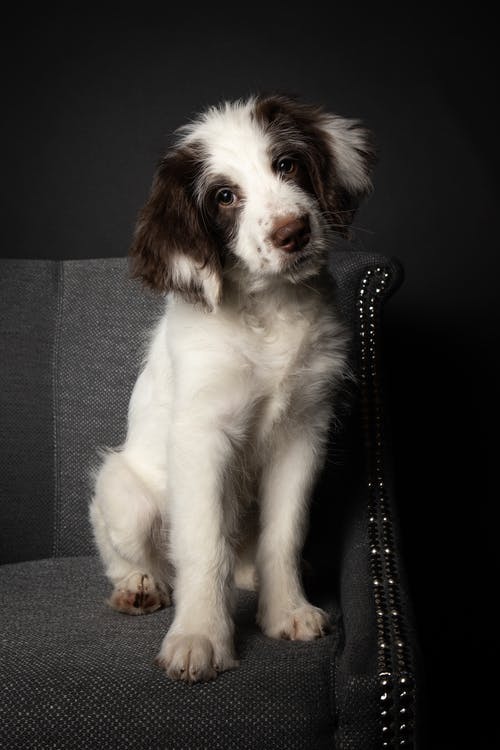 有关动物, 哺乳动物, 坐的免费素材图片