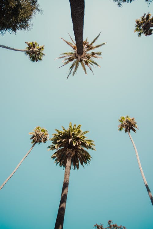 有关低角度拍摄, 垂直拍摄, 棕榈树的免费素材图片