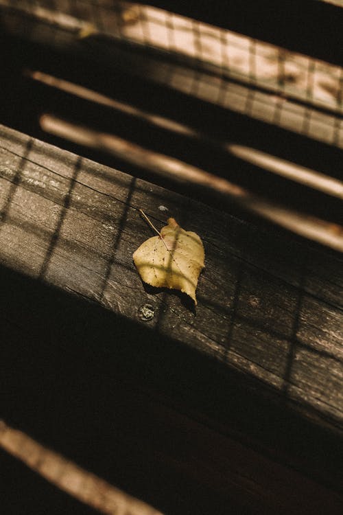 有关垂直拍摄, 木板, 枯叶的免费素材图片