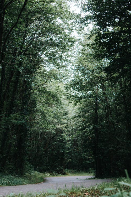 有关垂直拍摄, 天性, 小径的免费素材图片