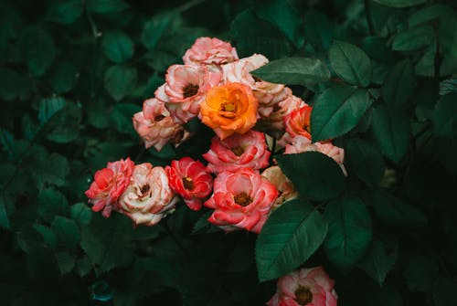 有关天性, 植物群, 特写的免费素材图片