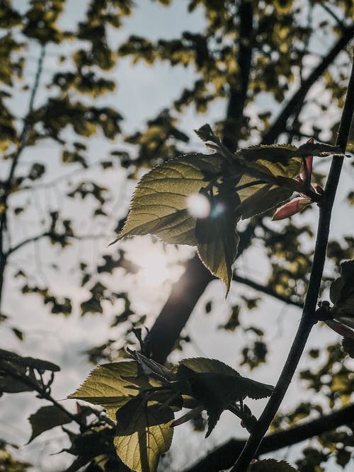 有关分公司, 垂直拍摄, 景深的免费素材图片